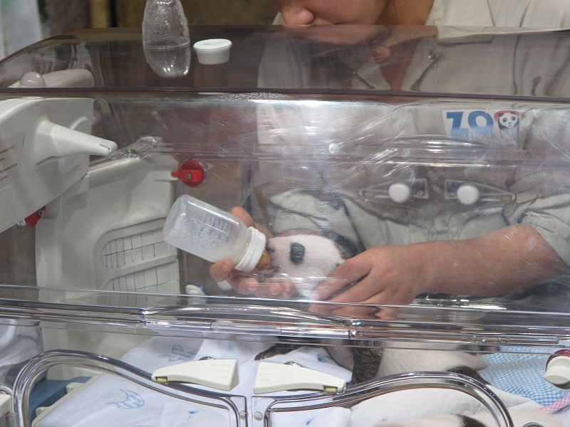 Momento en el que uno de los dos cuidadores chinos que han venido a España le da el biberón a una de las crías