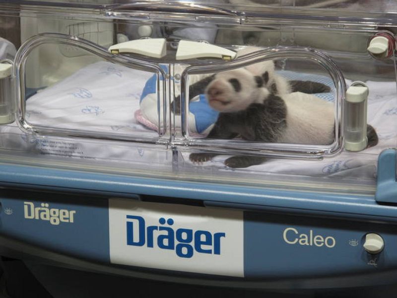 Los dos cachorros son mucho más activos y lucen como verdaderos pandas