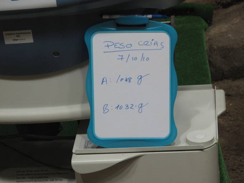 Al nacer pesaron poco más de 150 gramos, pero los dos ejemplares ya superan un kilo de peso