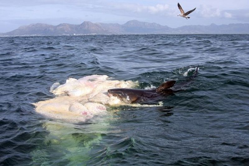 Las gaviotas también querían disfrutar del festín