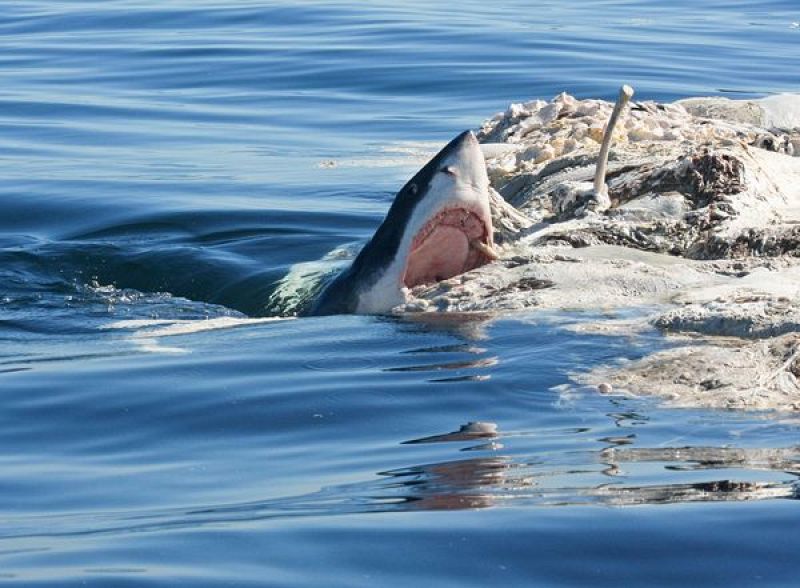 Una dentellada en solitario