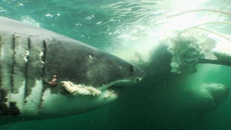 Dos tiburones blancos acercándose a la ballena sin competir