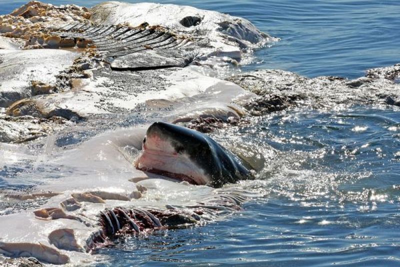 Los tiburones elegían los mejores bocados en orden de llegada