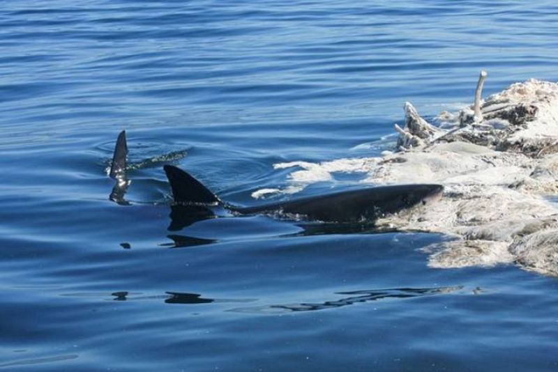 Uno de los tiburones aprovechando su turno para comer