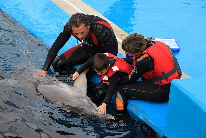 Delfinoterapia para combatir el autismo