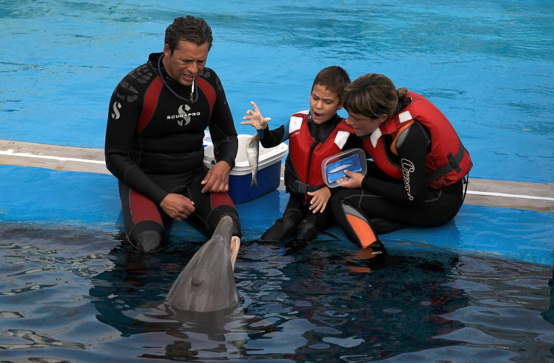 Delfinoterapia para combatir el autismo