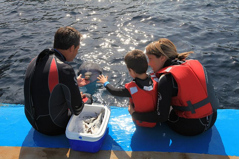 Delfinoterapia para combatir el autismo