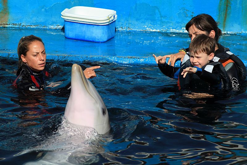 Delfinoterapia para combatir el autismo