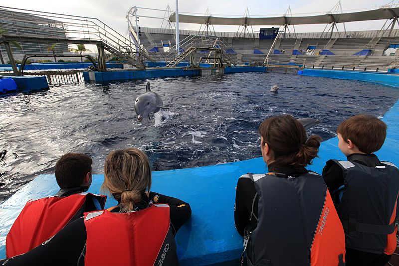 Delfinoterapia para combatir el autismo
