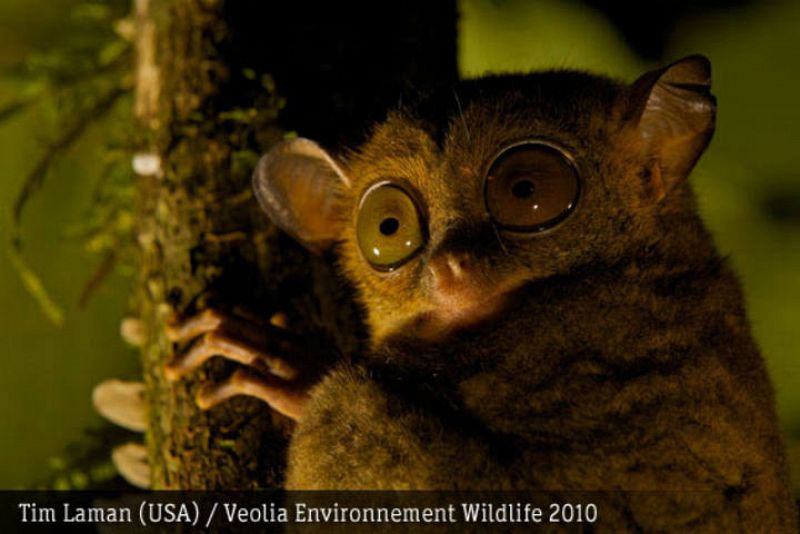 Ojos nocturnos