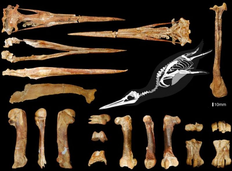 Los fósiles de un pingüino gigante que datan de hace 36 millones de años