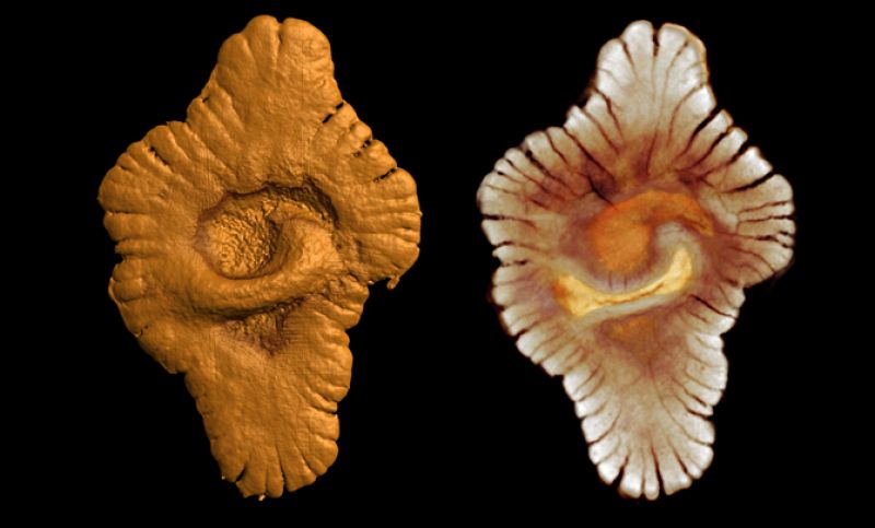 El fósil más antiguo de la historia, esponjas de hace 2.100 millones de años