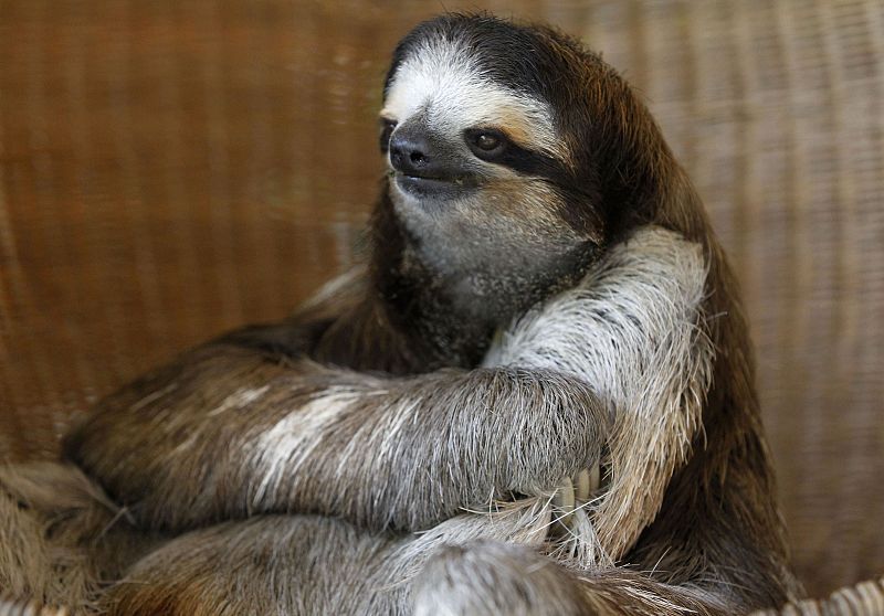 Un ejemplar adulto, de tres garras, en el centro de Cahuita de Limon, en Costa Rica
