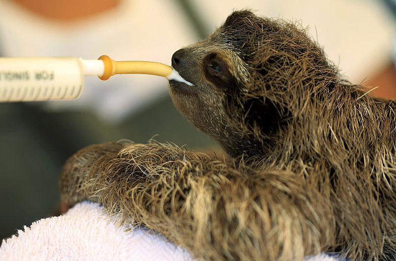 Una cría de perezoso tomando un biberón de leche