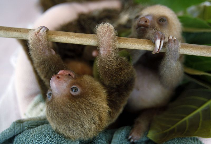 Dos cachorros perezosos, gemelos, agarrados de la rama de un árbol