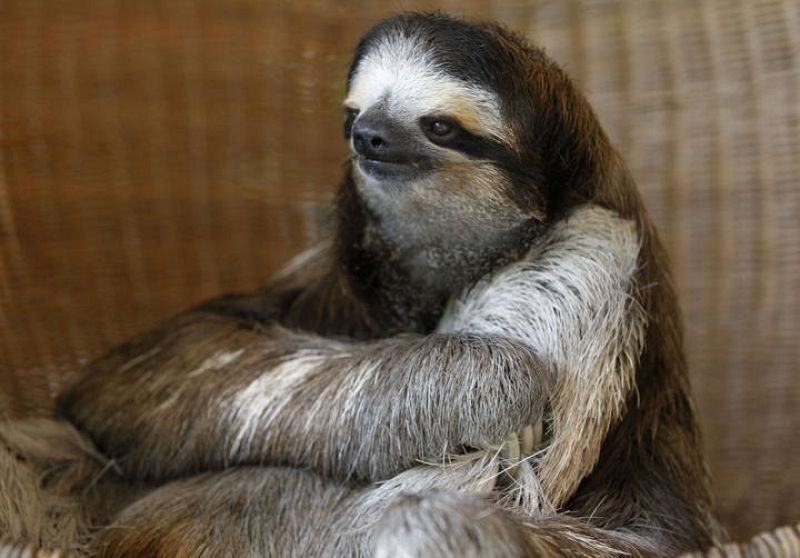 Un ejemplar adulto, de tres garras, en el centro de Cahuita de Limon, en Costa Rica