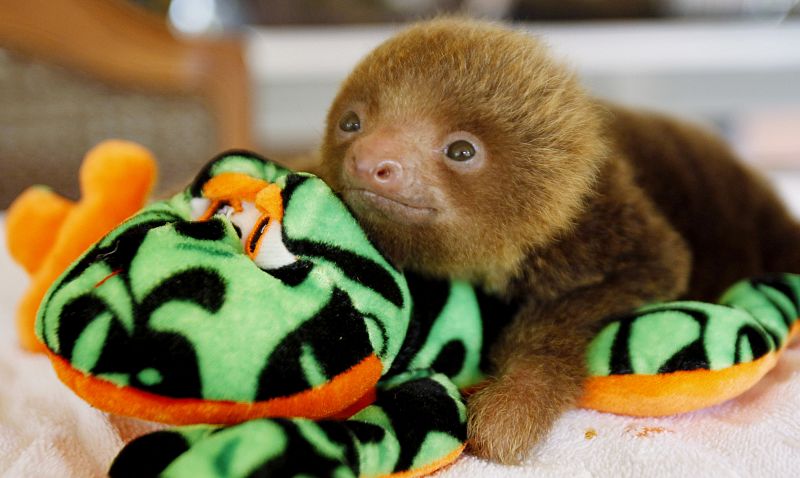 Los peluches ayudan a los perezosos a pasar sus primeros días en un centro de Costa Rica