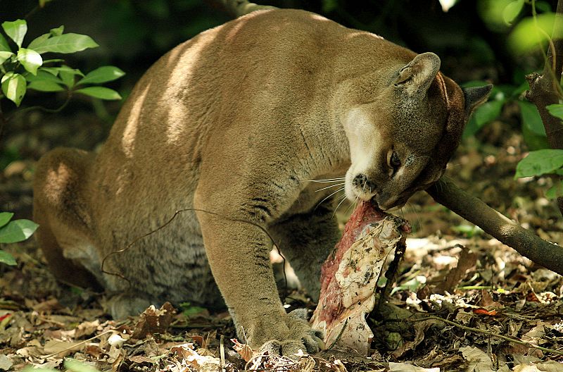 Un puma de la reserva costarricense de Guanacaste