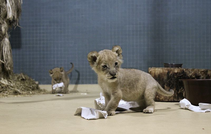 Uno de los dos cachorros de león africano nacido en Berlín