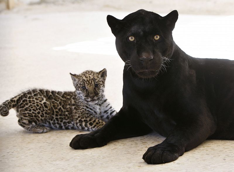 Lolo, un jaguar negro, posa con su cachorro recién naciendo en el zoo jordano de Yaduda