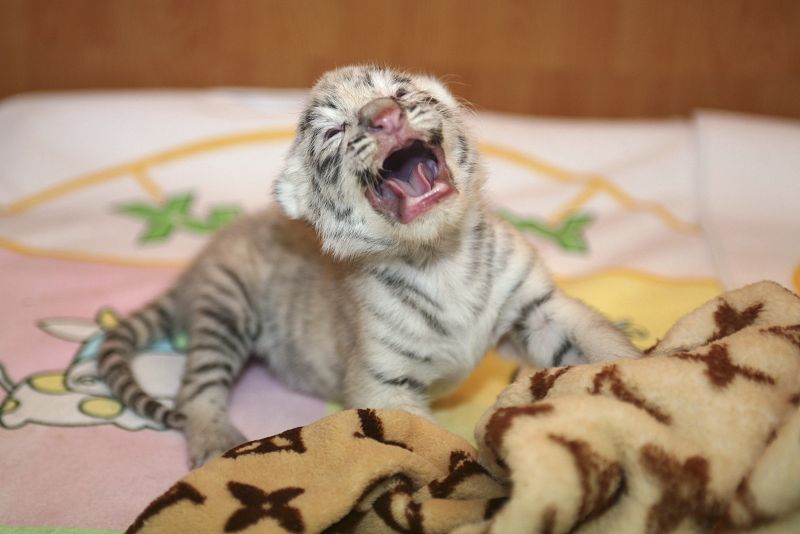 Un cachorro de tigre siberiano