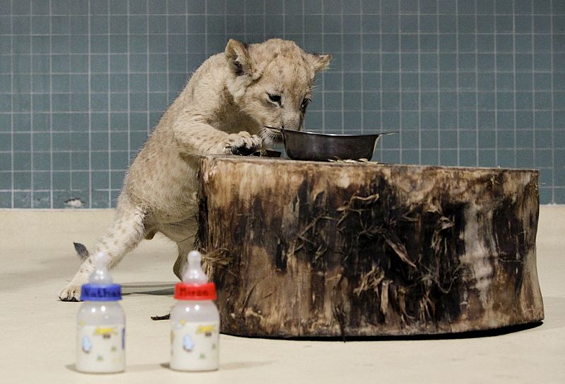 Un león africano nacido en cautividad intenta coger comida de lo alto de un tronco