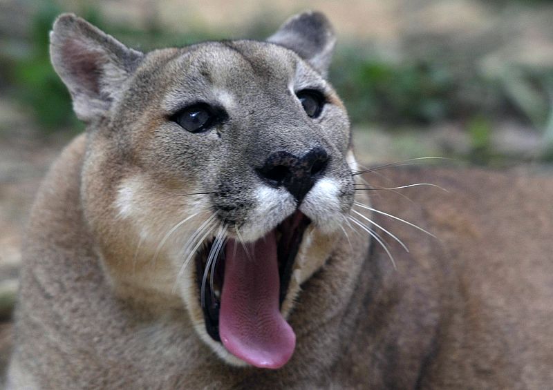 Un puma americano en un refugio de animales salvajes de Bolivia