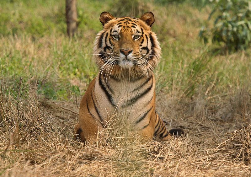 Un tigre de bengala mira desafiante al horizonte