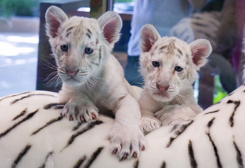 Dos cachorros de tigre blanco en un hotel de Las Vegas (EE.UU)