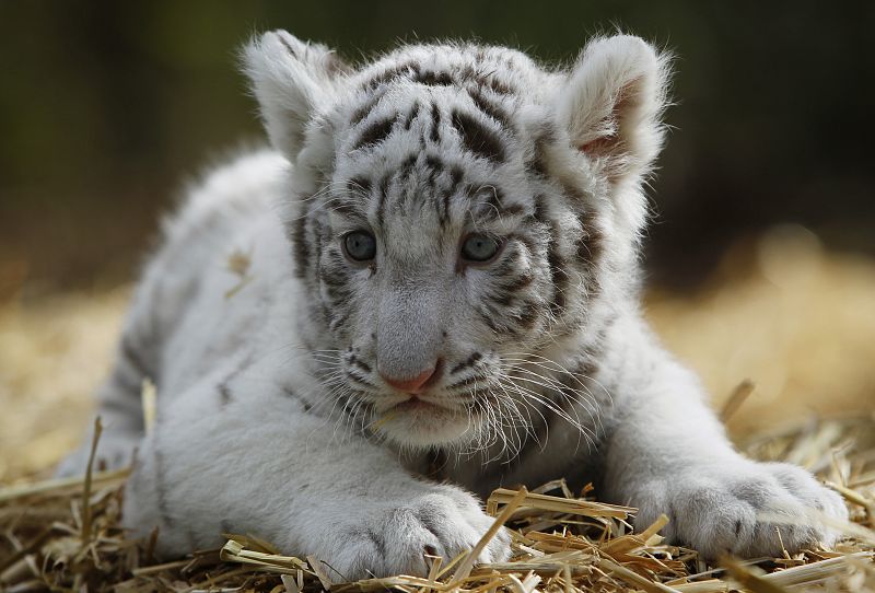 Un cachorro de tigre blanco