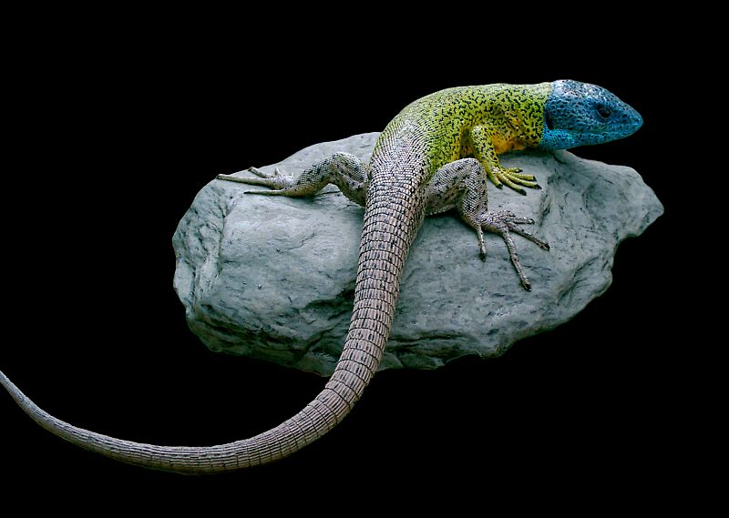 Un lagarto verdinegro, uno de los más bonitos de las especies que habitan en España