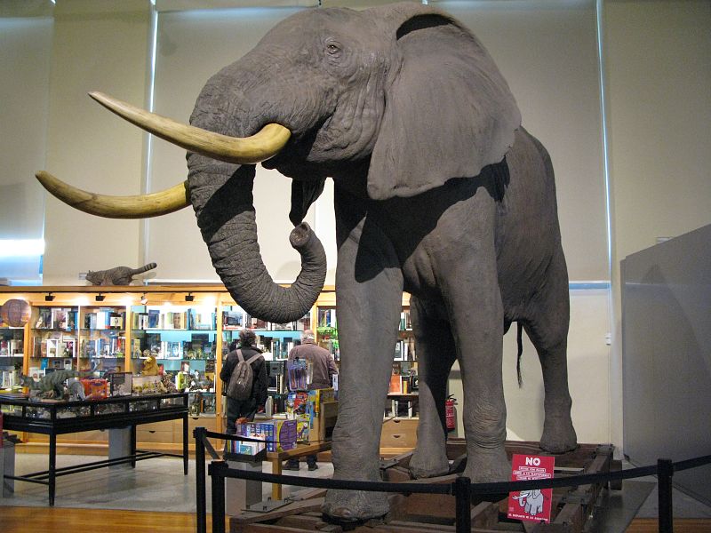 La reconstrucción de un elefante preside la entrada a la exposición y al museo