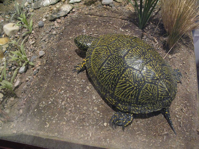 Tanto el caparazón como el cuerpo de la tortuga son artificiales, creado por los artistas