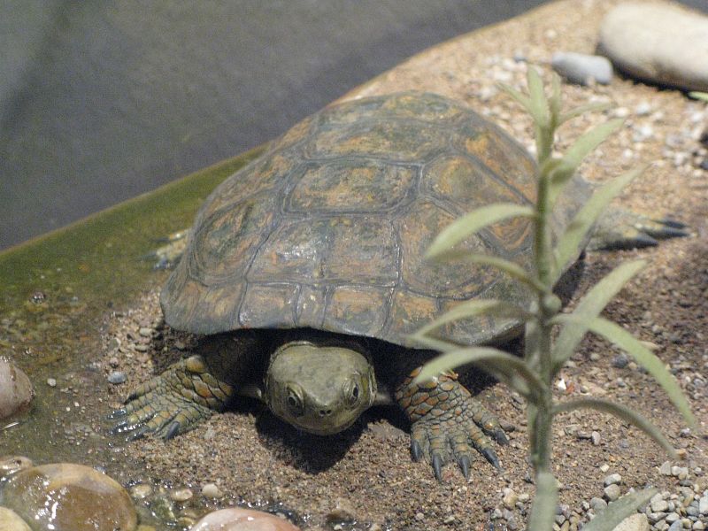 Las tortugas también forman parte de la biodiversidad española