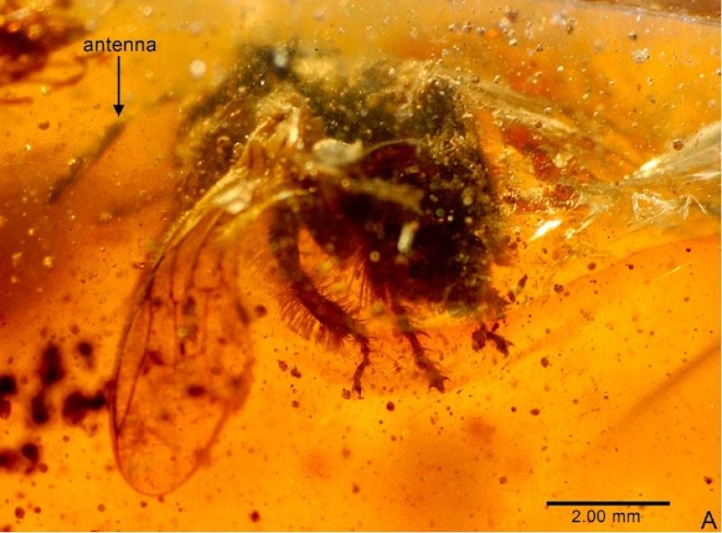 Se han encontrado antiguos insectos conservados por completo, arácnidos y crustáceos de más de 55 familias, así  como abundantes restos de plantas y hongos.