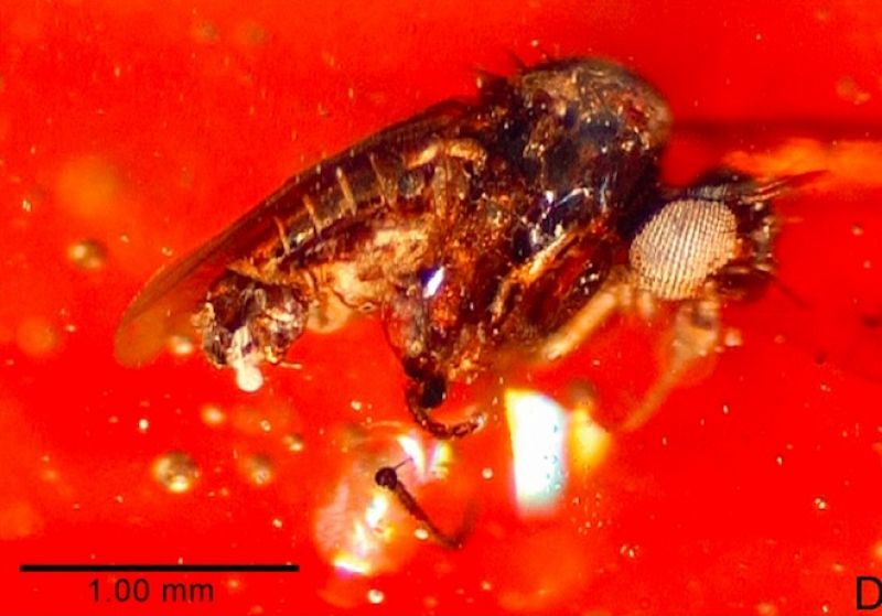 Los insectos han revelado conexiones geográficas inesperadas con especies contemporáneas de Asia y Australia