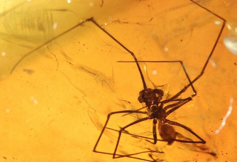 Los científicos, dirigidos por Jes Rust, han extraído más de 136 kilogramos de ámbar de depósitos de 50 millones de años de antigüedad en el oeste de la India.  Entre ellos, tesoros como esta araña