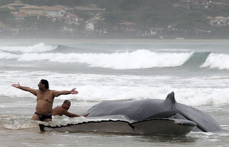 Están a la espera de un remolcador que pueda arrastrar a la ballena