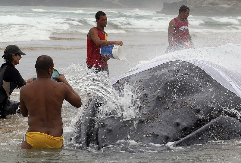 Trabajadores cubren a la ballena con trapos húmedos para que su cuerpo no se deshidrate