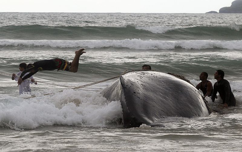 Un trabajador salta desde la ballena jorobada varada en la costa
