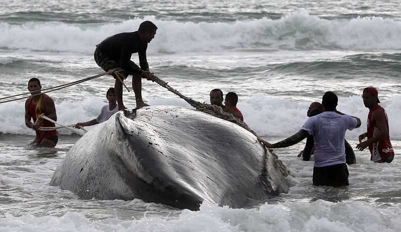 Los trabajadores intentan arrastrar a la ballena mar adentro con cuerdas