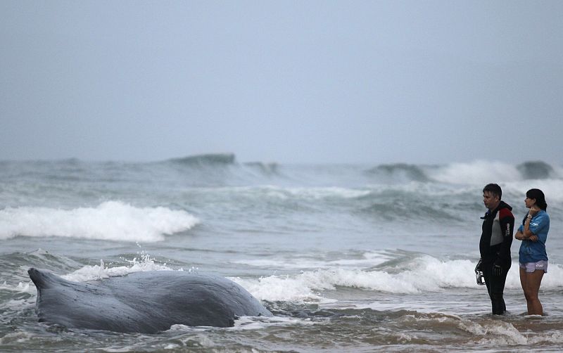 Los vecinos contemplan desolados la imagen de la ballena varada en la orilla