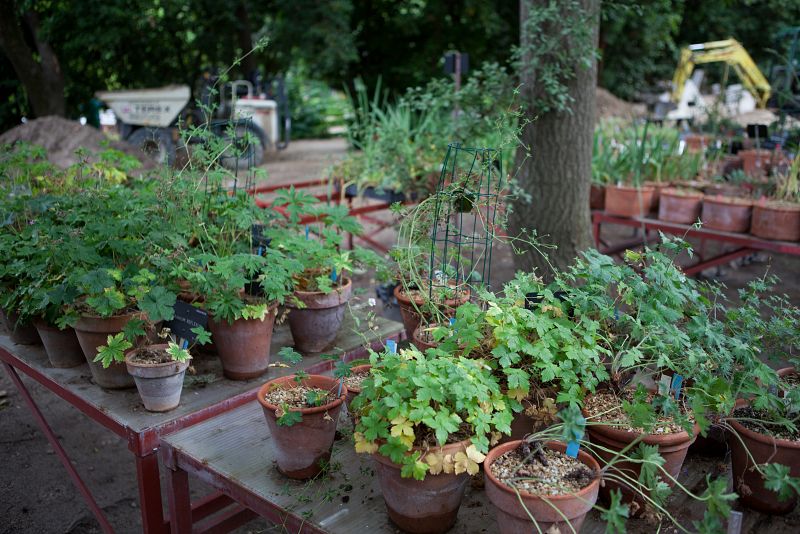 La sección Colecciones Vivas es el lugar donde se preparan las plantassilvestres recogidas por los científicos en sus campañas en el campopara su posterior estudio, como esta colección de geranios silvestres,que son muy diferentes a los que estamos