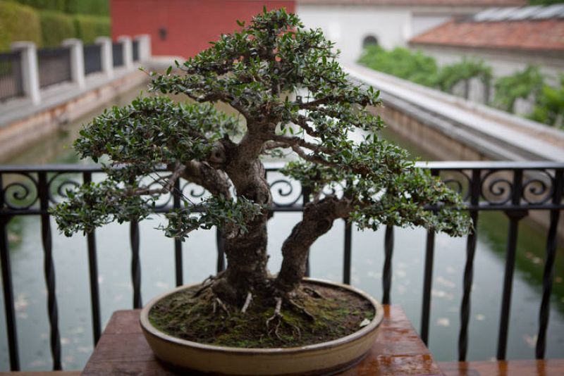 El jardín cuenta con una colección de bonsáis, que donó el expresidente del gobierno Felipe González, cuando perdió las eleccionesen 1996. Están situados encima de una alberca donde antiguamente habíaun burro que movía una noria que recogía el agua