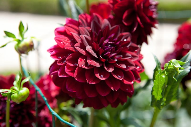 El jardín de las dalias es espectacular. Las hay de todos los coloresy tamaños. Son originarias de México y hay más de 5.000 variedades yque la distribución de sus pétalos cumple a la perfección la secuenciade Fibonacci.