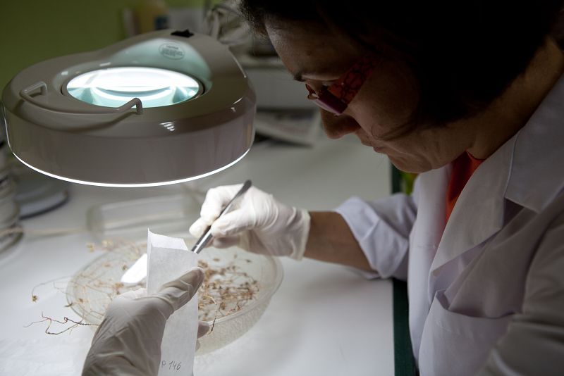 Nada más llegar las muestras al banco de semillas las guardan en un armario coninsecticida. Unos días después limpian las semillas manualmente porquesuelen venir llenas de hierbas e incluso a veces dentro del fruto.Luego las secan: ¿Se meten en la