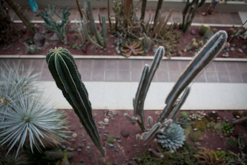 En el invernadero de clima desértico algunos cactus alcanzan variosmetros de altura.