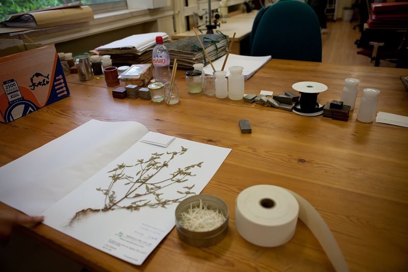 En las instalaciones se almacenan más de un millón de pliegos, esta es una mesa para ordenarlos. Son plantas secas fijadas a un soporte y acompañadas de una etiqueta con sus datos y guardadas en carpetas que siguen un código de colores que indica la