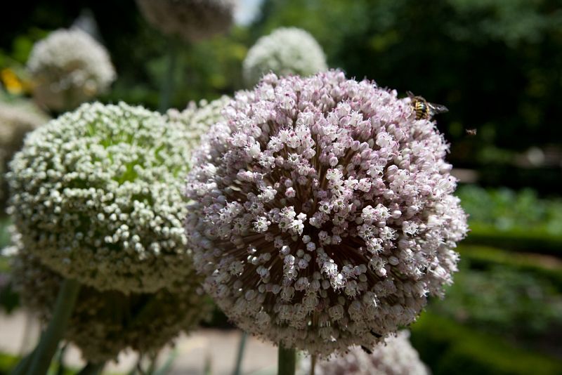 La flor del puerro es una esfera compuesta de minúsculas flores y quehuele a cebolla y por eso no tiene éxito en jardinería a pesar de suinnegable belleza.