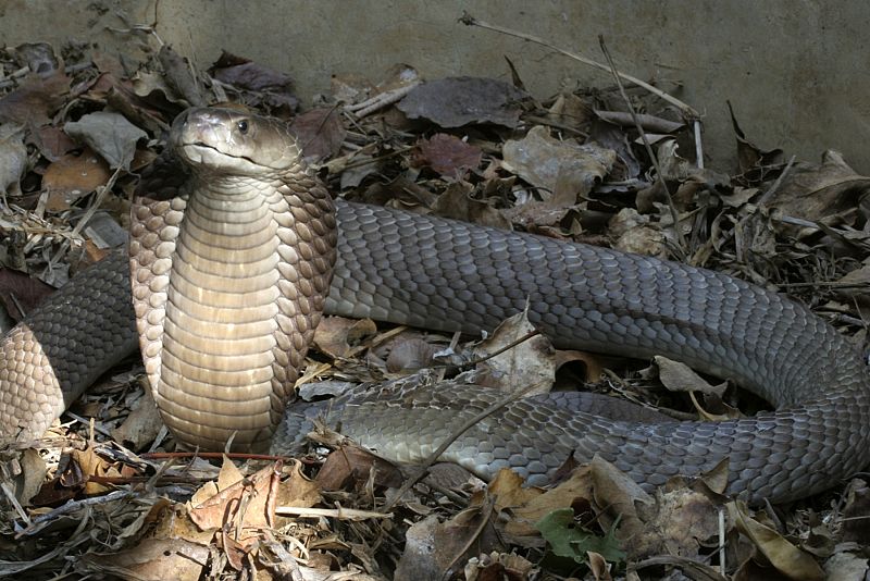 La cobra escupidora más grande del mundo